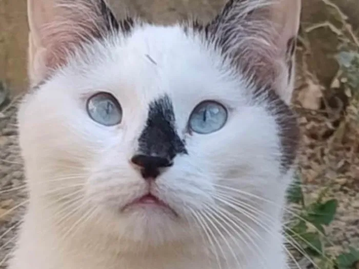 Gato ra a SRD-ViraLata idade 2 anos nome Romeu 