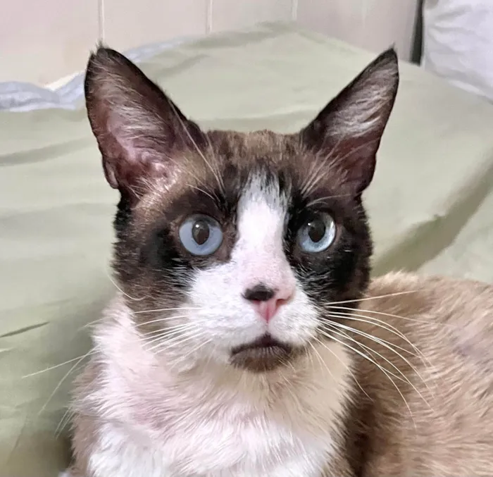 Gato ra a SRD-ViraLata idade 1 ano nome Fabrício 