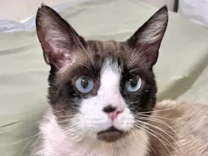 Gato raça SRD-ViraLata idade 1 ano nome Fabrício 