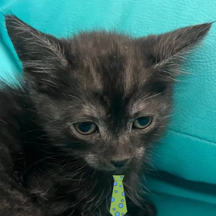 Gato ra a SRD-ViraLata idade 2 a 6 meses nome Bento 