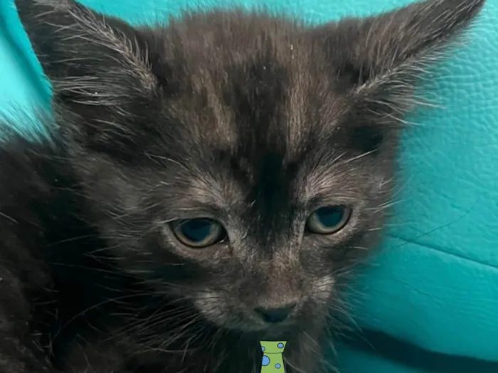 Gato ra a SRD-ViraLata idade 2 a 6 meses nome Bento 