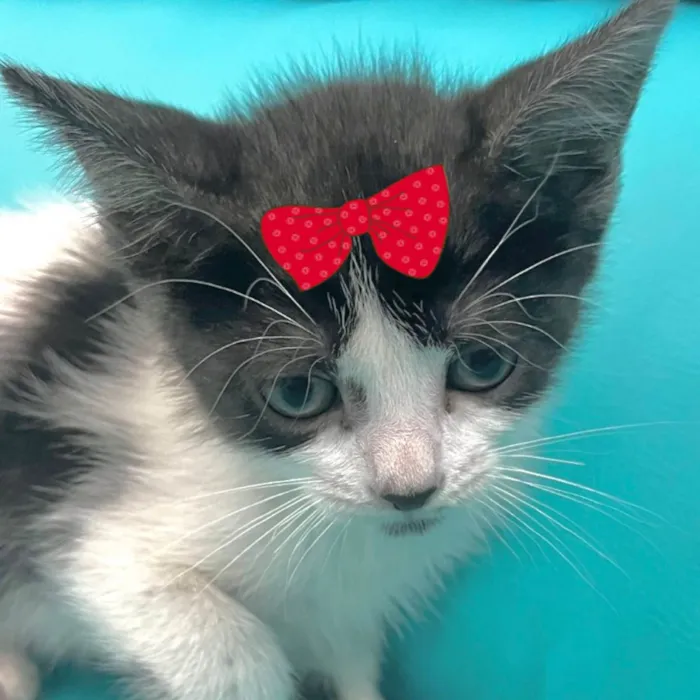 Gato ra a SRD-ViraLata idade 2 a 6 meses nome Mel 
