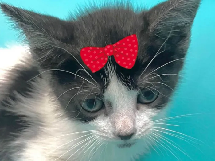 Gato ra a SRD-ViraLata idade 2 a 6 meses nome Mel 