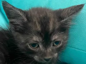 Gato raça SRD-ViraLata idade 2 a 6 meses nome Bento 