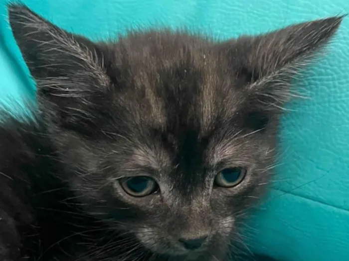 Gato ra a SRD-ViraLata idade 2 a 6 meses nome Bento 