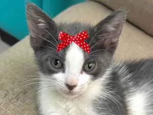 Gato raça SRD-ViraLata idade 2 a 6 meses nome Jade 