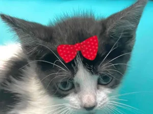 Gato raça SRD-ViraLata idade 2 a 6 meses nome Mel 