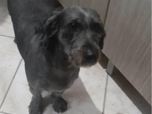 Cachorro raça SRD-ViraLata idade 3 anos nome Katy 