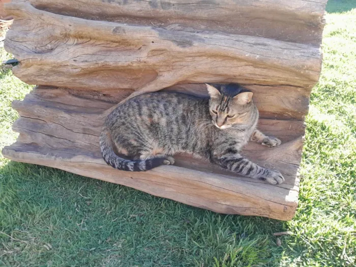 Gato ra a SRD-ViraLata idade 2 anos nome Putuka 