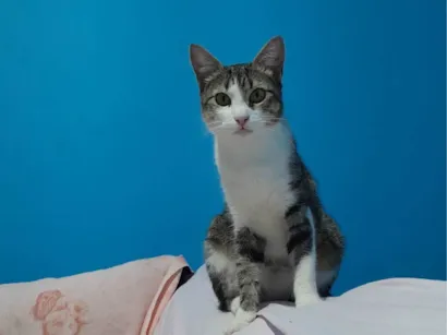 Gato raça SRD-ViraLata idade 1 ano nome Valdomira 
