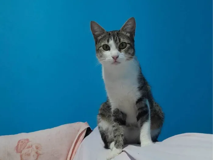 Gato ra a SRD-ViraLata idade 1 ano nome Valdomira