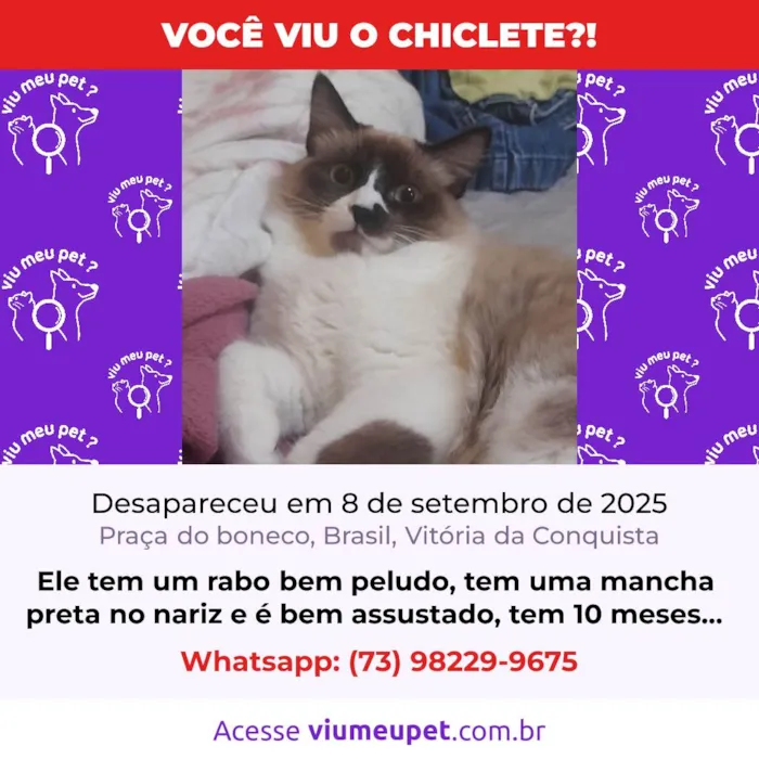 Gato ra a SRD-ViraLata idade 7 a 11 meses nome Chiclete 