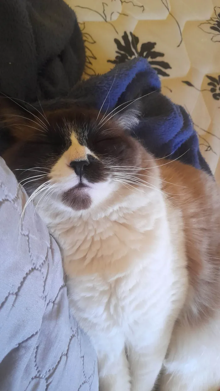 Gato ra a SRD-ViraLata idade 7 a 11 meses nome Chiclete 