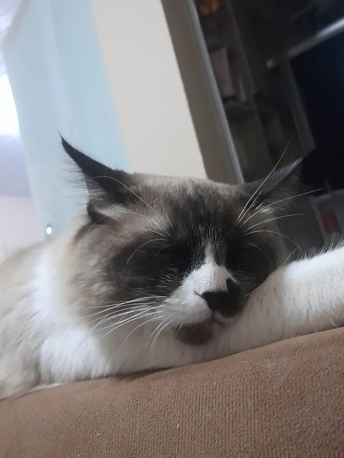 Gato ra a SRD-ViraLata idade 7 a 11 meses nome Chiclete 