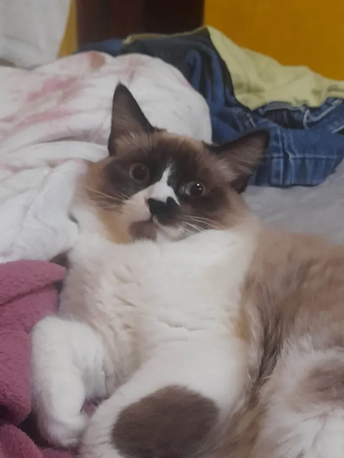 Gato ra a SRD-ViraLata idade 7 a 11 meses nome Chiclete 