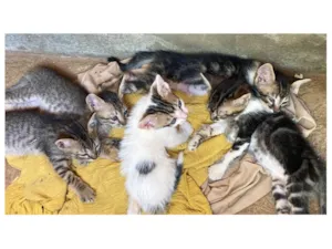 Gato raça SRD-ViraLata idade Abaixo de 2 meses nome Livia