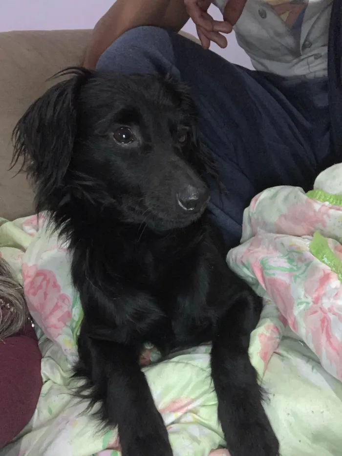 Cachorro ra a Pinscher idade 5 anos nome Cid