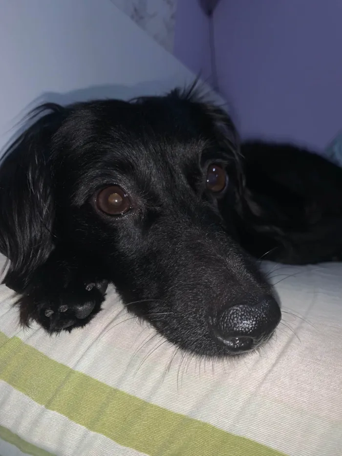 Cachorro ra a Pinscher idade 5 anos nome Cid