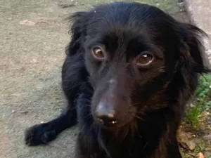 Cachorro raça Pinscher idade 5 anos nome Cid