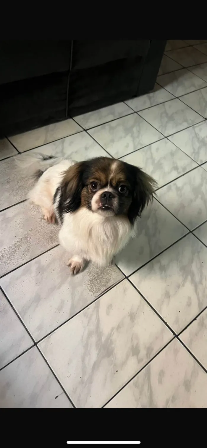 Cachorro ra a Lhasa Apso idade 3 anos nome Apolo