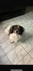Apolo