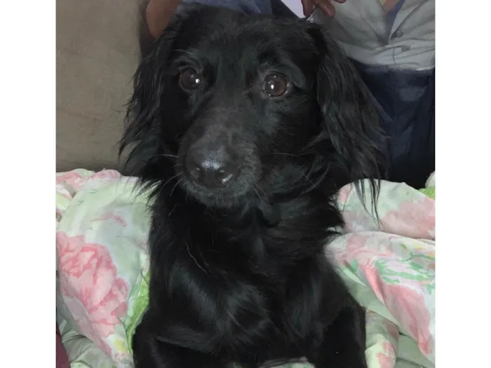 Cachorro ra a Pinscher idade 5 anos nome Cid