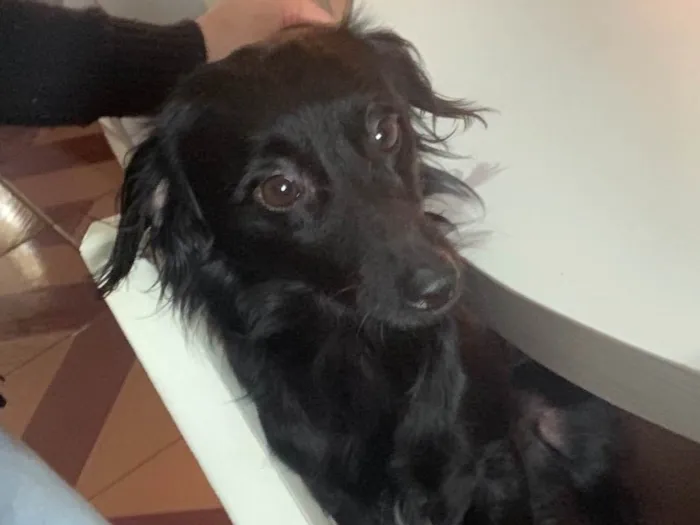 Cachorro ra a Pinscher idade 5 anos nome Cid