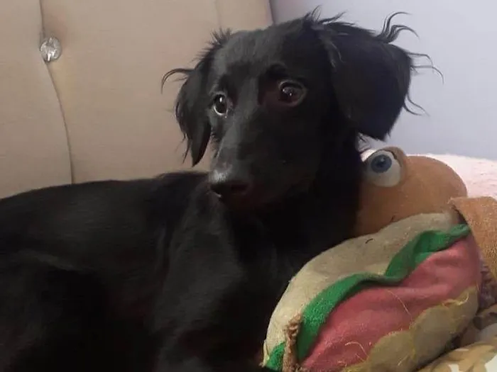 Cachorro ra a Pinscher idade 5 anos nome Cid