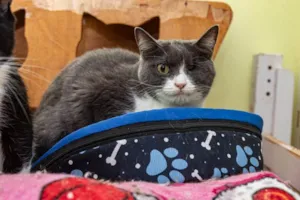 Gato raça SRD-ViraLata idade 3 anos nome Madame Manec