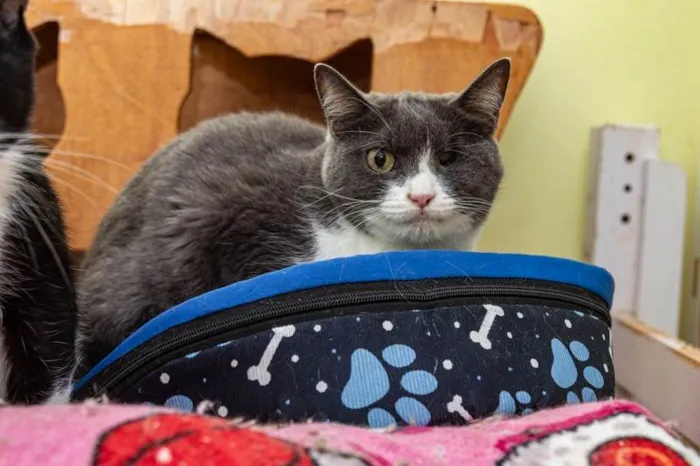 Gato ra a SRD-ViraLata idade 3 anos nome Madame Manec