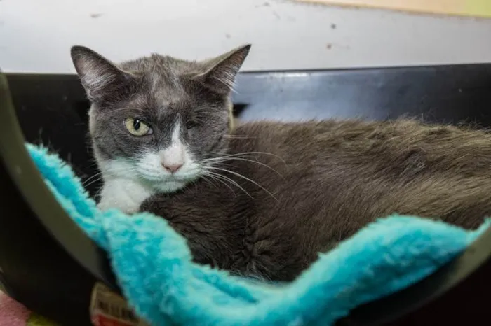 Gato ra a SRD-ViraLata idade 3 anos nome Madame Manec