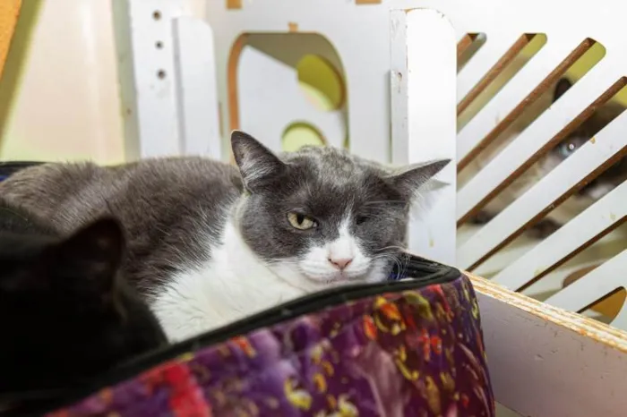 Gato ra a SRD-ViraLata idade 3 anos nome Madame Manec