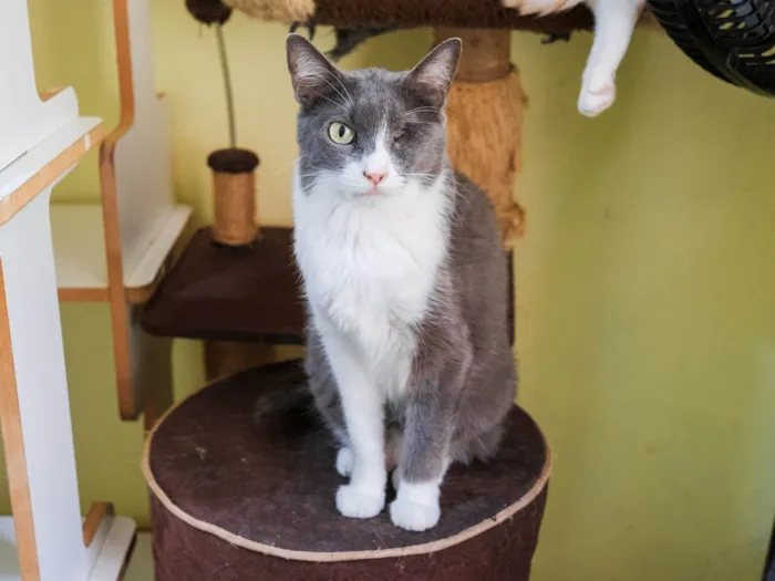 Gato ra a SRD-ViraLata idade 3 anos nome Madame Manec