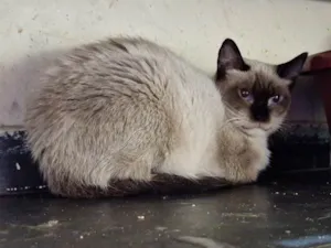 Gato raça SRD-ViraLata idade 3 anos nome Maria Firmina