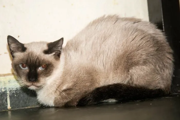 Gato ra a SRD-ViraLata idade 3 anos nome Maria Firmina