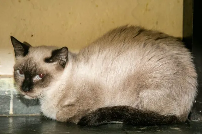 Gato ra a SRD-ViraLata idade 3 anos nome Maria Firmina