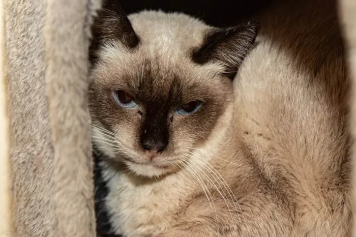 Gato ra a SRD-ViraLata idade 3 anos nome Maria Firmina