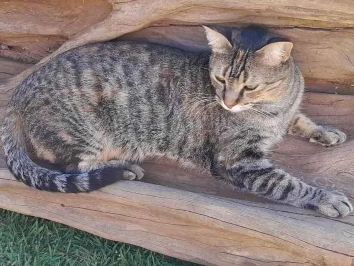Gato ra a SRD-ViraLata idade 2 anos nome Putuka 