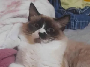 Gato raça SRD-ViraLata idade 7 a 11 meses nome Chiclete 