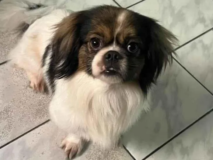 Cachorro ra a Lhasa Apso idade 3 anos nome Apolo