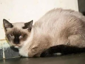 Gato raça SRD-ViraLata idade 3 anos nome Maria Firmina