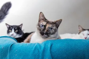 Gato raça SRD-ViraLata idade 3 anos nome Marianne