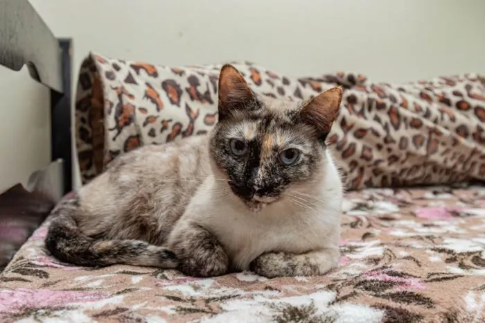 Gato ra a SRD-ViraLata idade 3 anos nome Marianne