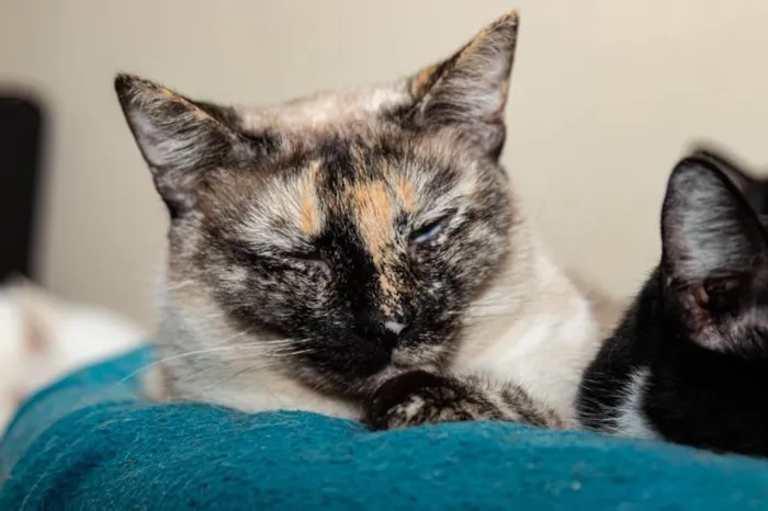 Gato ra a SRD-ViraLata idade 3 anos nome Marianne