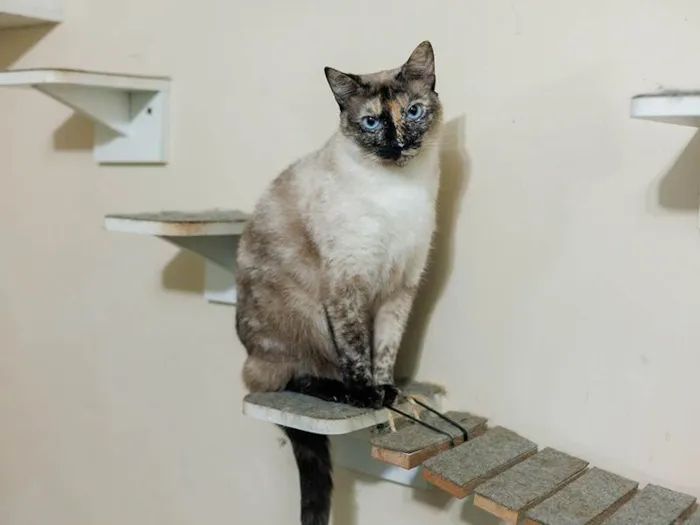 Gato ra a SRD-ViraLata idade 3 anos nome Marianne