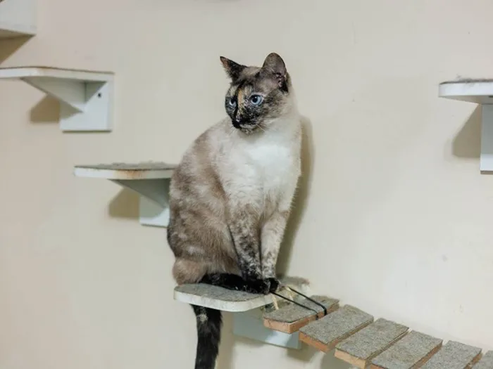 Gato ra a SRD-ViraLata idade 3 anos nome Marianne