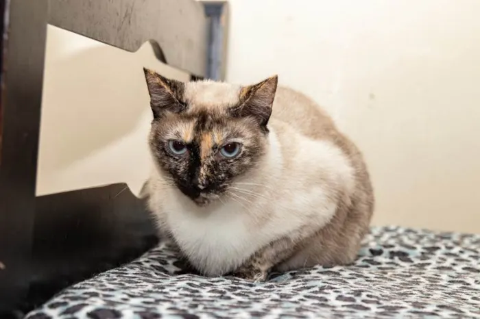 Gato ra a SRD-ViraLata idade 3 anos nome Marianne