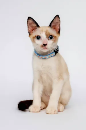 Gato raça SRD-ViraLata idade 2 a 6 meses nome Blue