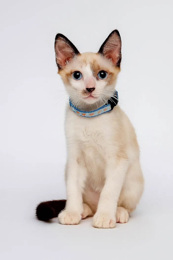 Gato ra a SRD-ViraLata idade 2 a 6 meses nome Blue