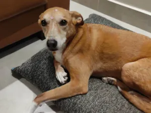 Cachorro raça SRD-ViraLata idade 6 ou mais anos nome Lola
